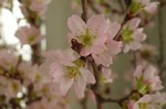 啓翁桜